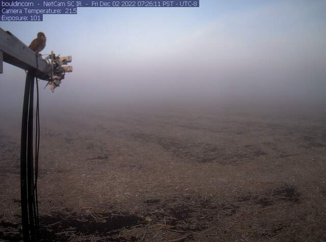Kestral with Tule fog