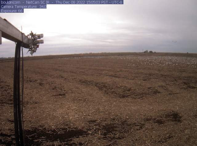 Snow geese on the field