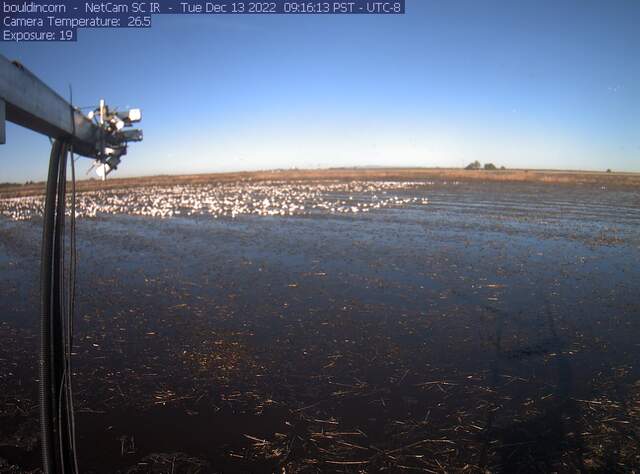 Snow geese on flooded field