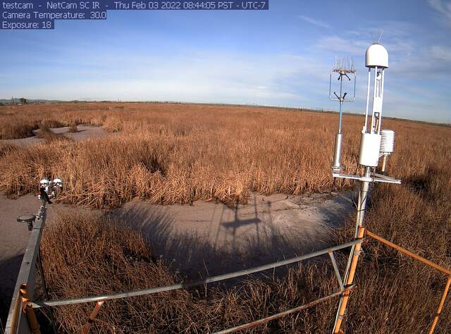 Red wing black bird on radiometer boom. Cattail fluff covering water surface