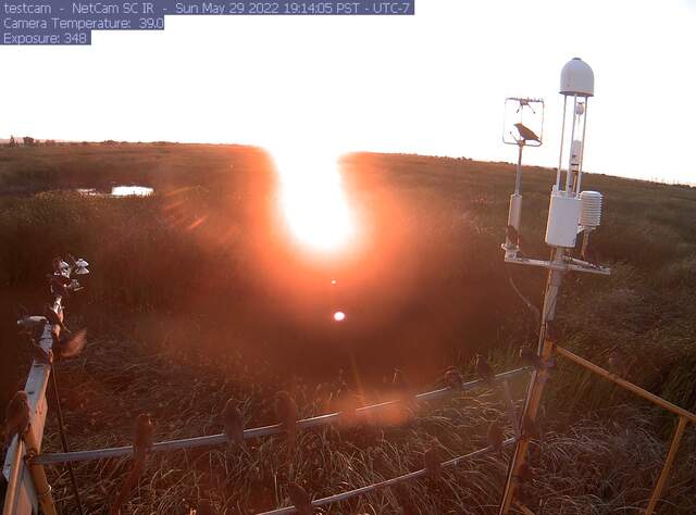 Starlings everywhere, including inside the sonic and on the radiometers