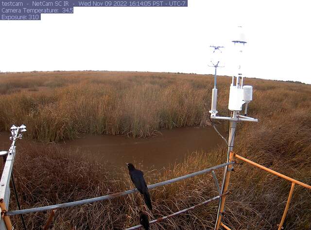 Grackles