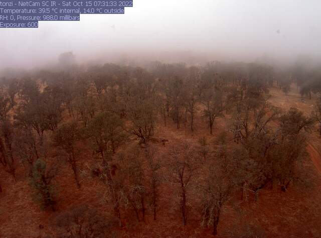 Foggy morning