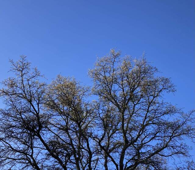 The mutant tree near Mr Tonzi’s house has a few leaves usually a week or so early