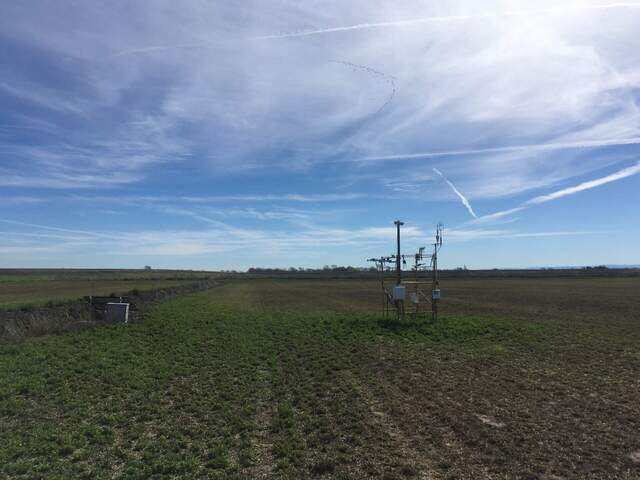 Most of the field has been grazed by geese or other birds, but there