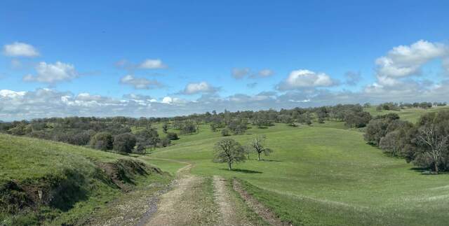 Green grass but few leaves on the trees yet
