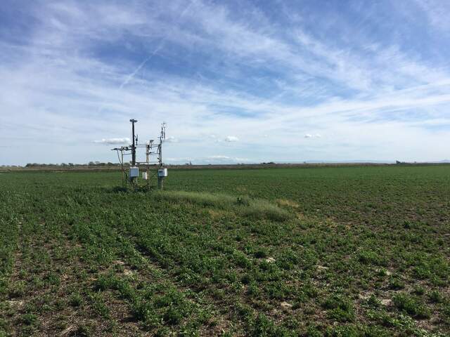 Weeds growing by tower among spare alfalfa