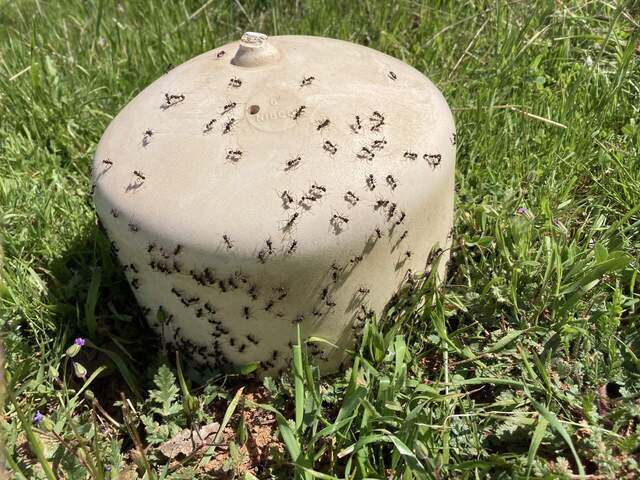 Ants stormed the well cap on the ground next to the well.