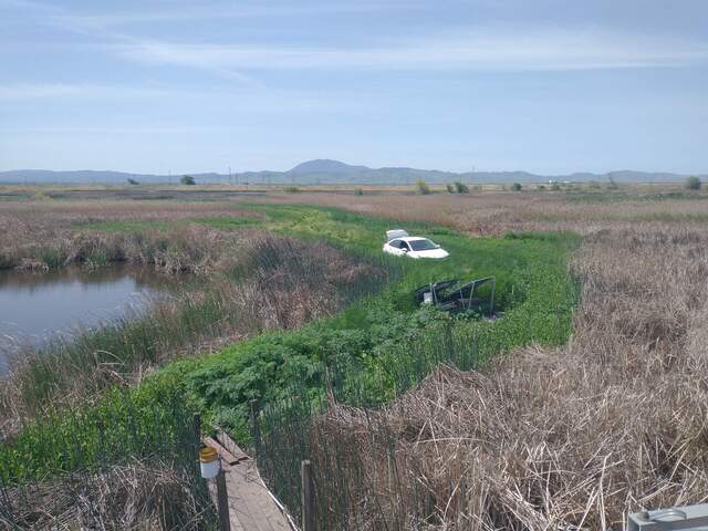 Super tall weeds on levee roads. But the road is still driveable in a sedan!