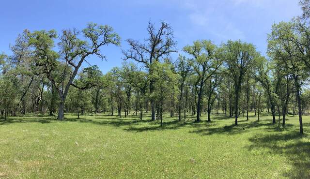 Differing amounts of leaves on the trees