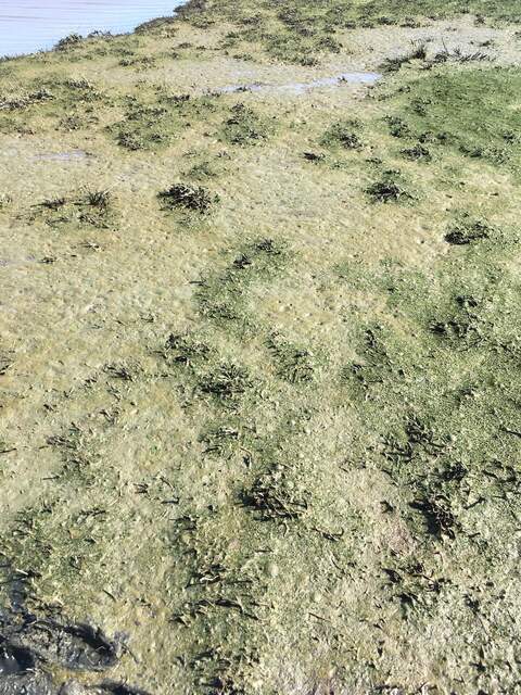 Bubbles getting trapped in the algal mat at Hill Slough during low tide