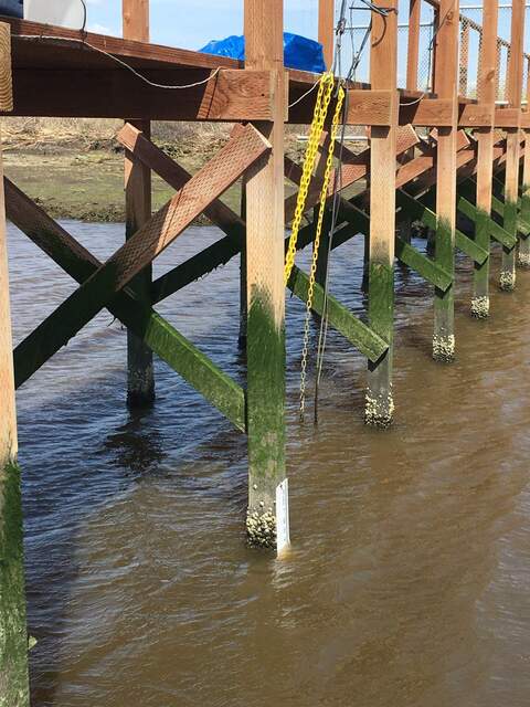 Installed a second staff gauge in the channel to let us read water level during low tide when our primary staff gauge by the tower is high and dry. I had to scrape off a bunch of barnacles before attaching the gauge to the post.