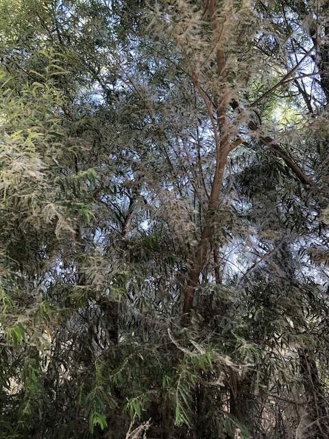 Lots of fuzzy white substance on the willow trees. At first glance we thought it was cattail fluff stuck in spider webs, but might be spider mites. 