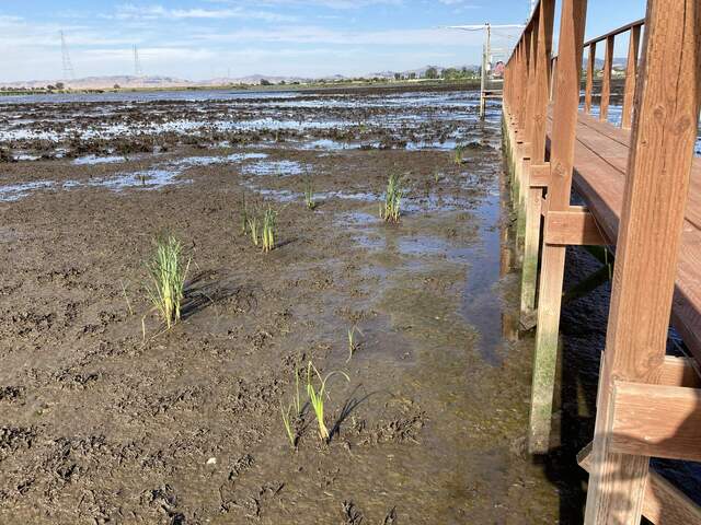 A sprinkling of cattails and tules are coming up on either side of the boardwalk
