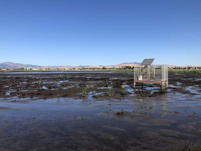 Tules starting to colonize around the solar platform
