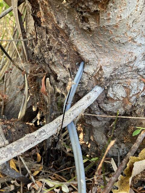 The willow tree completely enveloped our power line and broke it