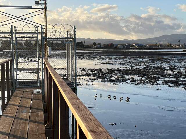 Wading birds at low tide