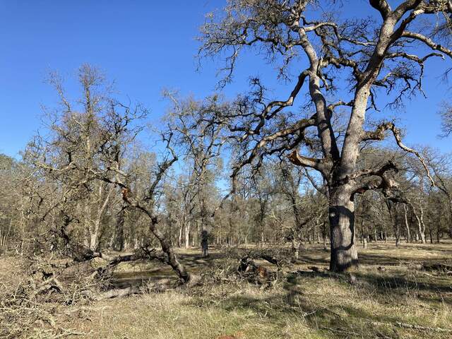 Big branch fell off this tree more branches and trees down in larger area
