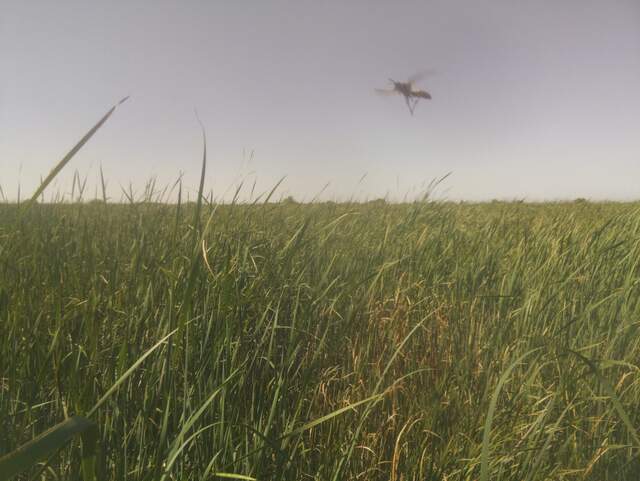 Wasp in flight