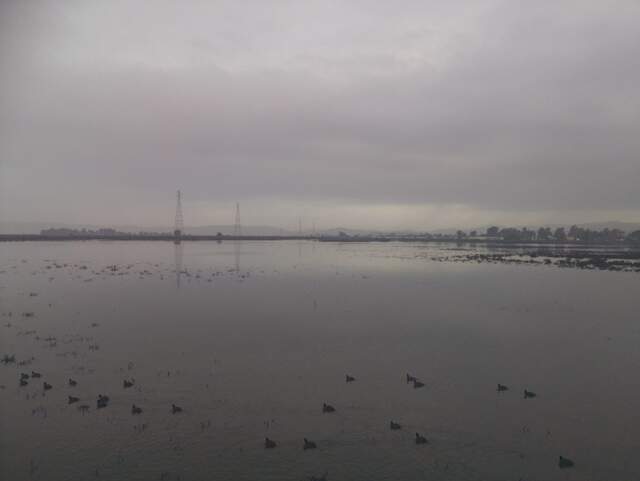 Coots on water