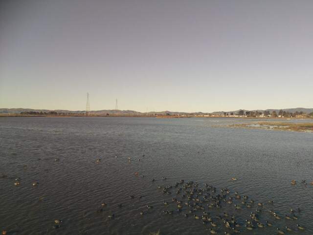 Lots of coots on the water