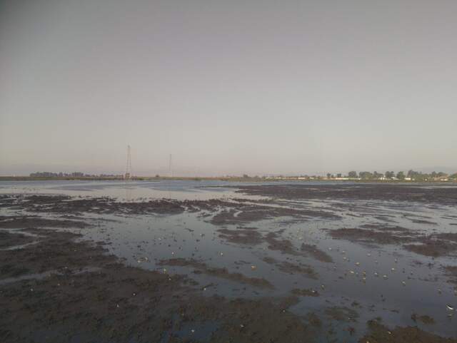 Lots of small wading birds