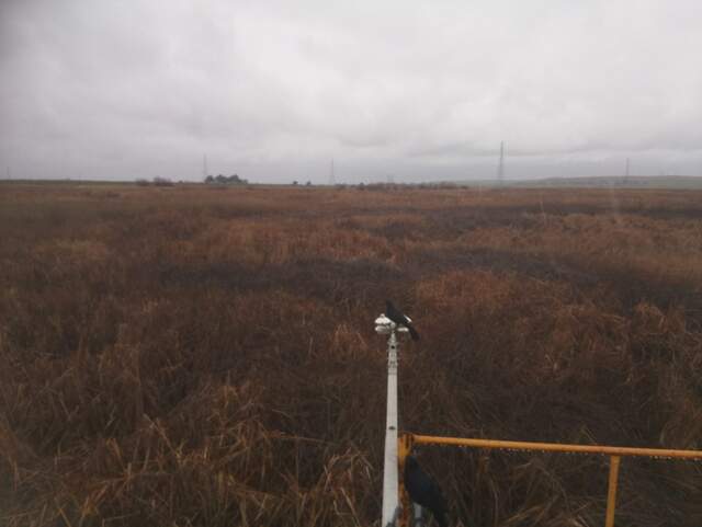 Grackles on radiometer boom