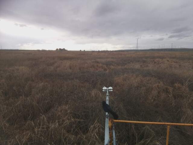 Grackle on the radiometer boom