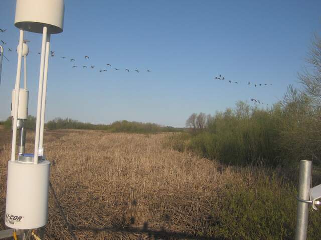 Geese in flight