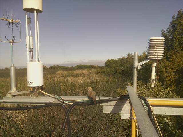 Mourning dove on boom