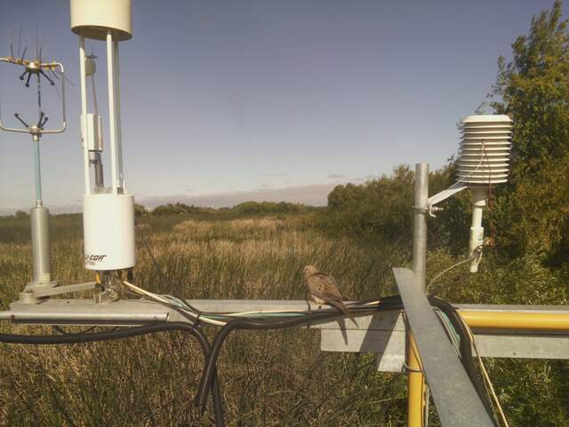 Mourning dove on boom