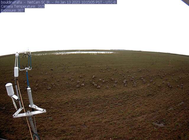 Canada and snow geese on the field