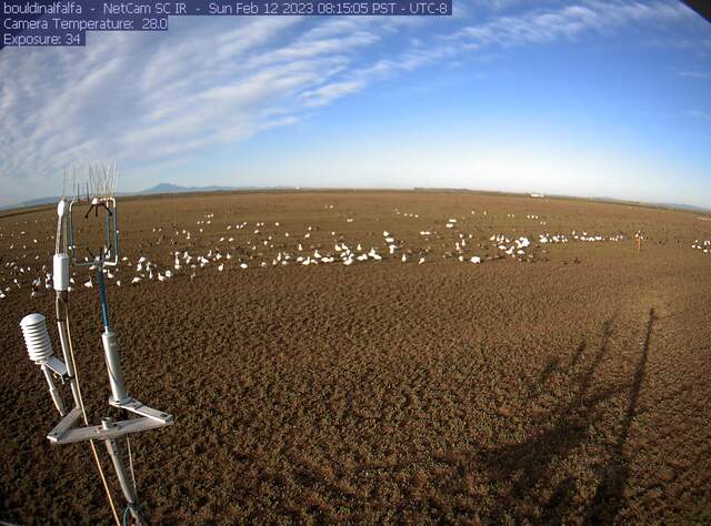 Geese on the field