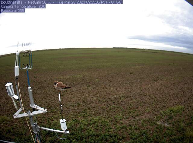 Kestral on LI710