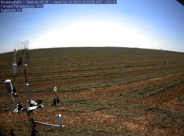Starlings on the eddy sensors