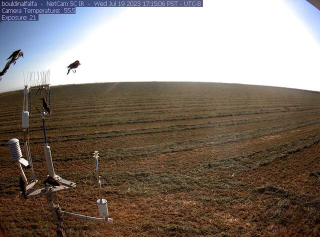 Birds on the eddy sensors