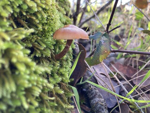 Small mushroom growing from moss at the base of a tree