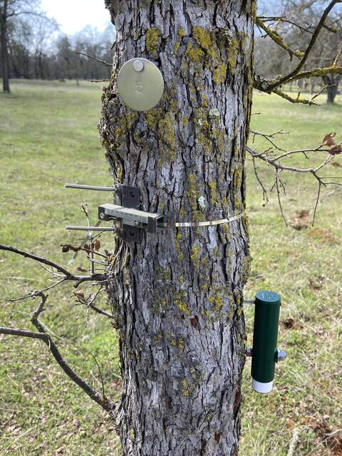 One of four new TOMST point dendrometers installed at Tonzi