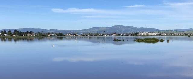 A calm day with lots of birds on the water.