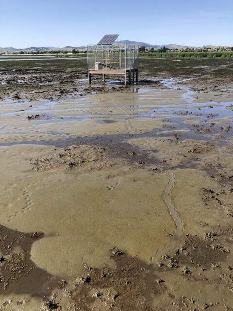 Interesting tracks in the mud
