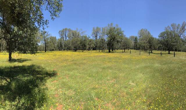 Mostly dandelion creating seas of yellow