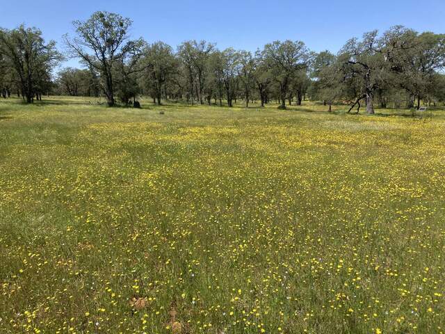 Lots of dandelions carpeting the ground