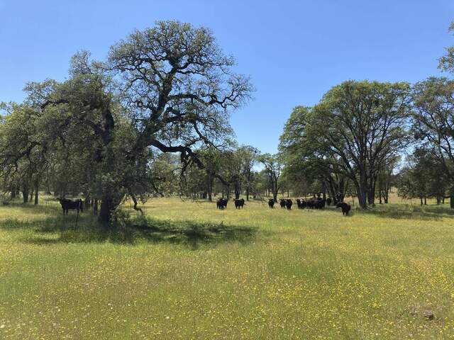 In a hot sunny day with flowers hooligan cows came to plan their next attack