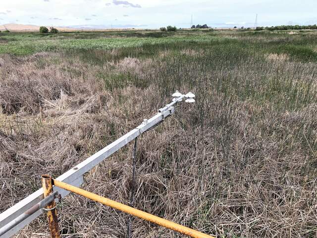 There seems to be more thatch under the radiometers than in the rest of the wetland