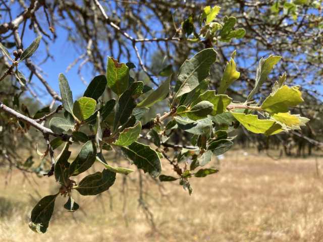 Green oak leaves on tree