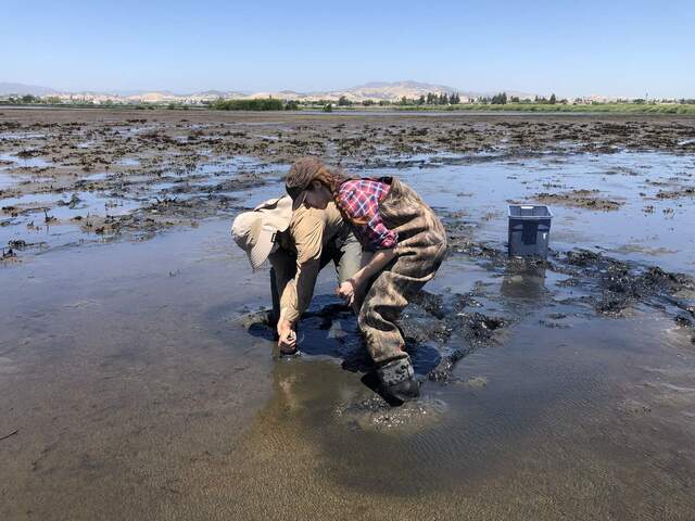 Arman and Irene sampling a core at HSM_1. Step two is to gently wiggle the rubber cab and remove the tube (with intact core) from the soil. 
