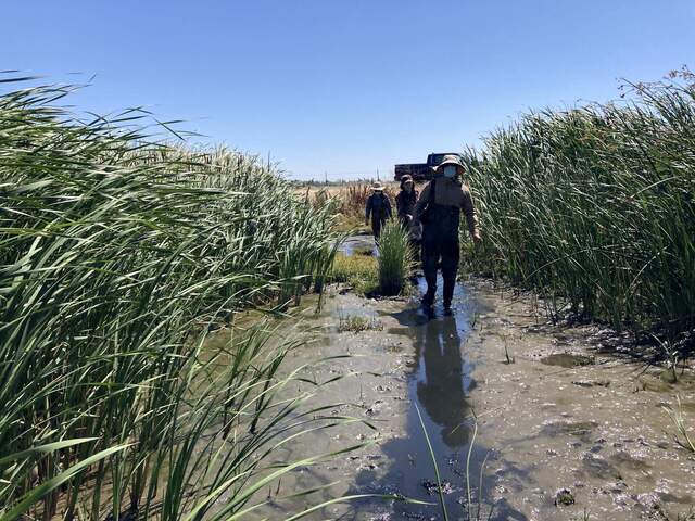 Daphne, Irene and Arman march into the swamp on the northern edge of Hill Slough in search of mud.