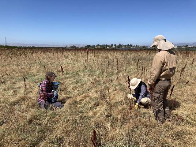 Irene, Daphne and Arman take soil sample at HSM_9 the upland location