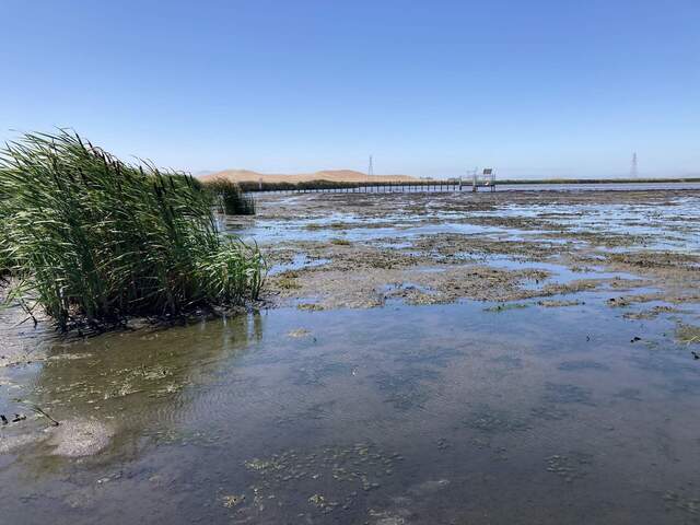 View of the Hill Slough tower from the edge of the reeds to the north