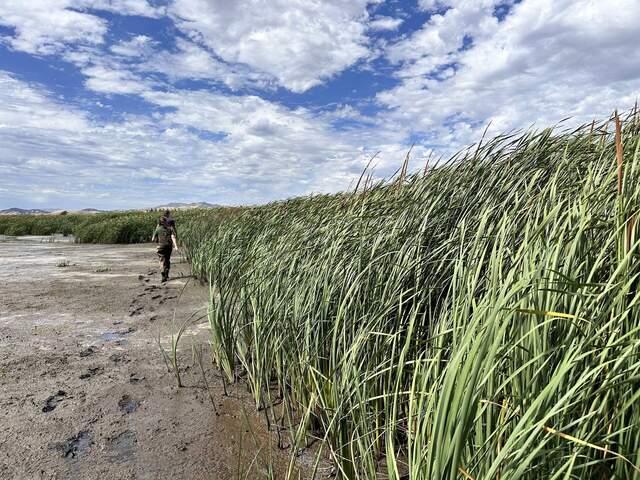 Robert and Irene trekking into the wetland. We are trying to relocate HSM_8 to take its GPS point. Either we did not find the exact point, or we could not find the tall, thin, green garden stake we used to mark the location. So the garden stake is still in there somewhere. 